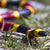 Coral Snake - Large