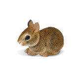 Cottontail Rabbit