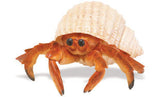 Hermit Crab