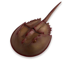 Horseshoe Crab