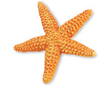 Sea Star