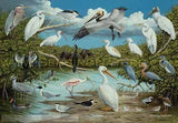 Poster - Florida Waterbirds